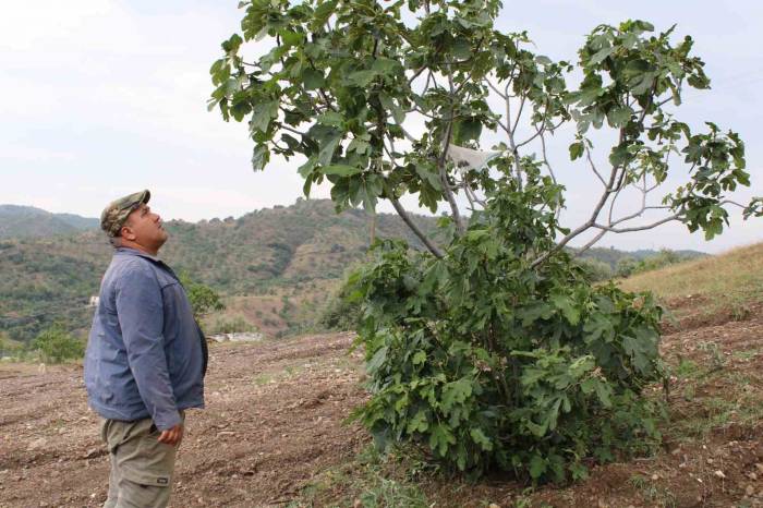 Aydın’ın İncir Deposu Meşeli, Sel Ve Doluya Teslim Oldu