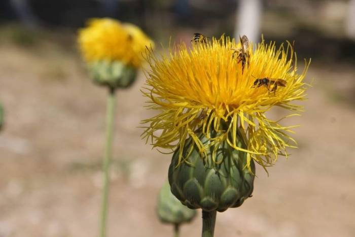 Bu Çiçeği Koparmanın Cezası 244 Bin Tl
