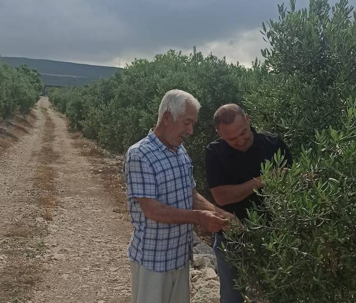 Zeytin Bahçelerinde Denetimler Sürüyor