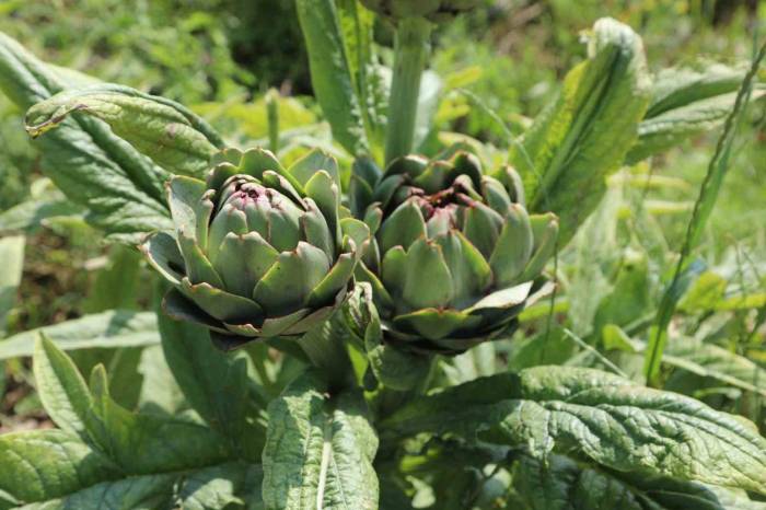 Belediyenin Tarımsal Kalkınma Çalışmaları Sürüyor