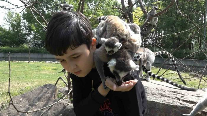 Öğrenciler Lemurları Elleriyle Besledi