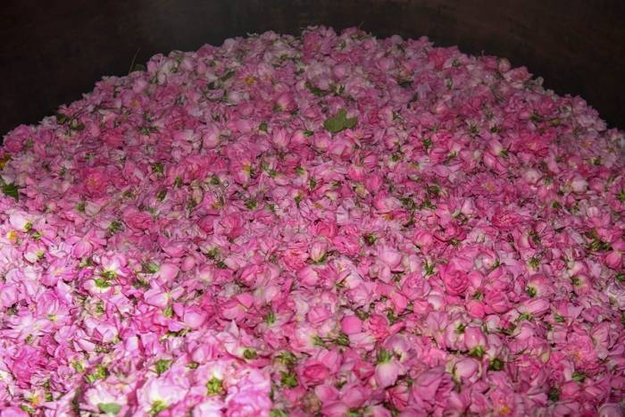 Isparta’da Gül Çiçeği Hasadı Başladı