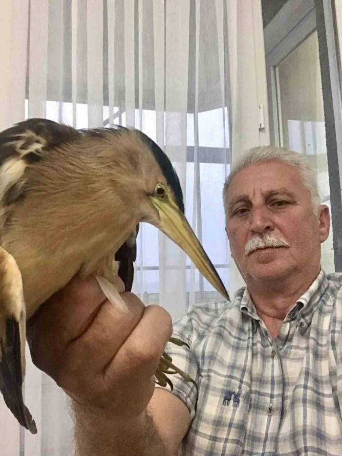 Vatandaşların Bulduğu Nesli Tehlike Altında Olan Balaban Kuşları, Koruma Altına Alındı