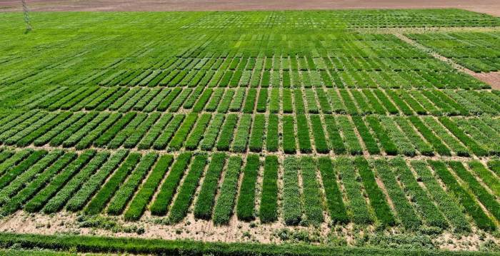 Bu Tarla Türk Tarımına Damga Vuracak