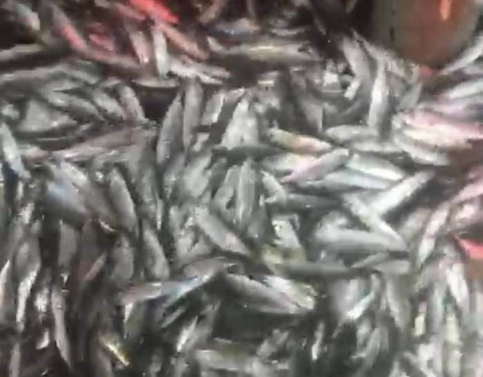 1,5 Ton Balık Yakaladılar, Yüzleri Güldü