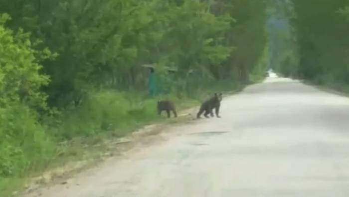 Anne Ayı Ve Yavruları Köy Yakınında Görüntülendi