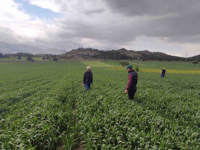 Sarıpas Ve Fungal Hastalığı İle Mücadele Başladı