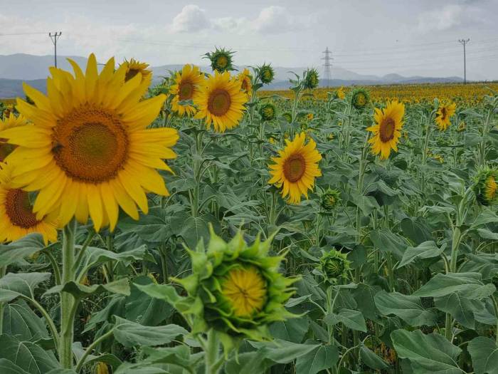 Sulama Projesi Ve Yağışlar Ayçiçeği Üreticisinin Yüzünü Güldürdü