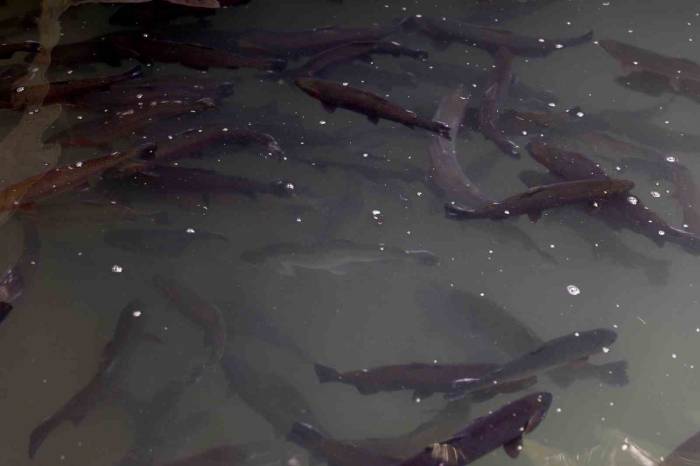 Balık Ölümleri Azalacak Üretici Daha Çok Kazanacak