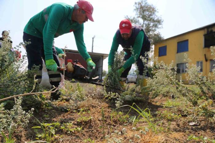Efeler’de Kekik Hasadı Başladı