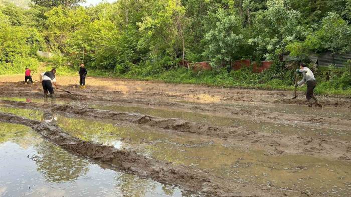 Çukurca’da Çeltik Ekimi Başladı