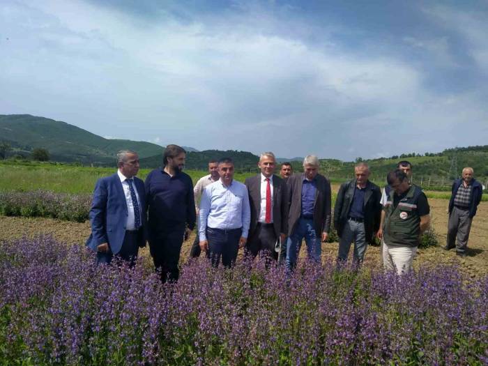Samsun ‘tıbbı Aromatik Bitki’ Üretiminde Merkez Oluyor