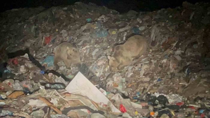 Sarıkamış’ta Ayılar Kış Uykusundan Uyandı