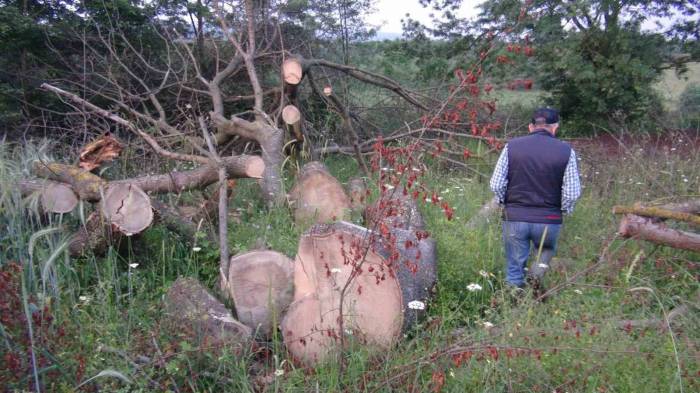İlginç Hırsızlık: 150 Yıllık Çınar Ağaçlarını Çaldılar