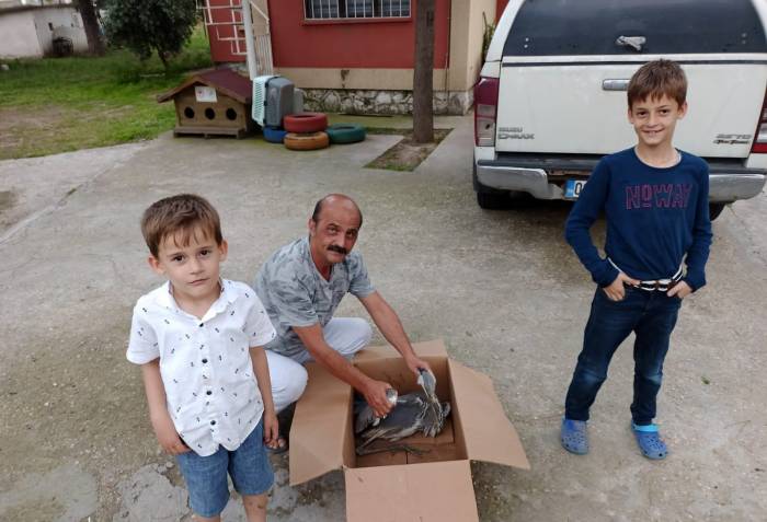 Salihli’de Yaralı Gri Balıkçıl Tedavi Altına Alındı