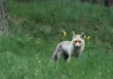 Tilki, Pikniğe Giden Vatandaşların Davetsiz Misafiri Oldu