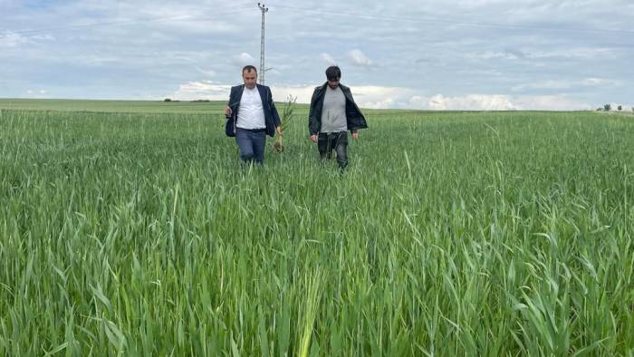 Yozgat’ta Yağışlar Nedeniyle Ekili Alanlarda Pas Hastalığı Riski Oluştu