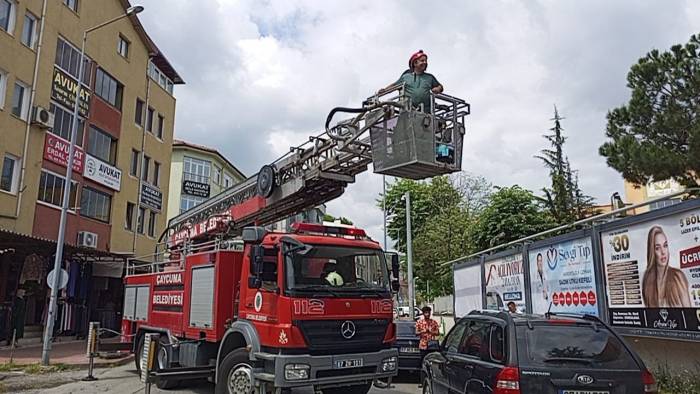Kargadan Kaçan Yavru Kedi Ağaçta Mahsur Kaldı