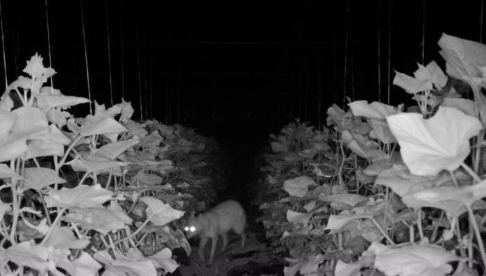 Amasya’da Köylülerin Kabusu Olan Çakal Fotokapanda: “çakal Kardeş Yakamızı Bırak”