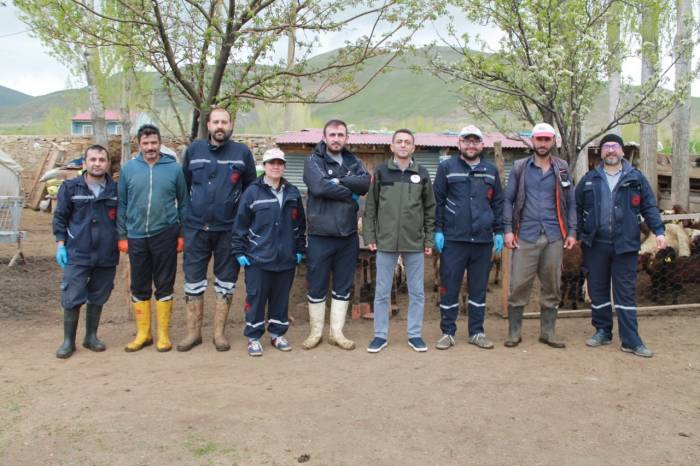Bayburt’ta Küçükbaş Hayvanlar Aşılanıyor