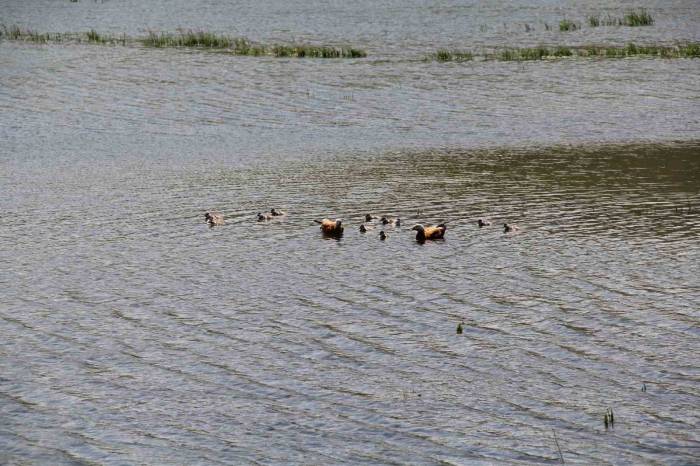 11 Yavrusuyla Birlikte Yüzen Angutlar Hoş Manzaralar Çıkardı