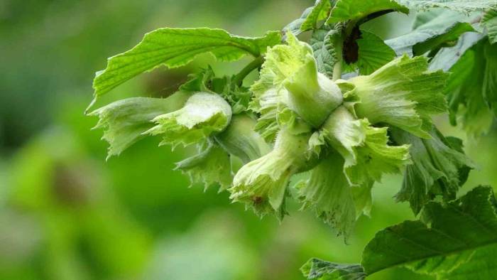 Soydan: “fındıkta Rekolte Tahminleri Açıklamak İçin Erken”