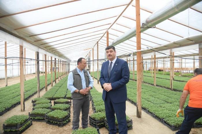 Yerli Üretim, Yüzde Yüz Hibeli Ata Tohumu