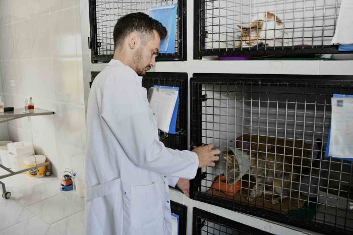 Kuşadası’nda Sahipsiz Can Dostların İhtiyaçları Ücretsiz Karşılanıyor