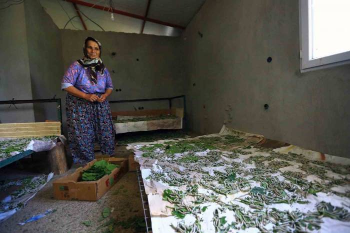 Muğla Büyükşehir’in Desteği İle İpekböcekçiliği Gelişiyor