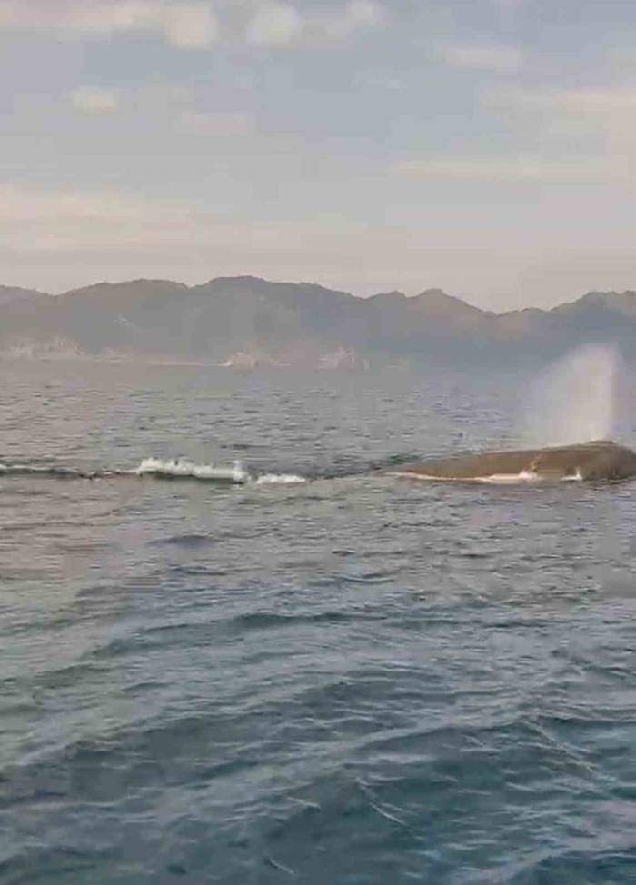 Marmaris Açıklarında Balina Sürprizi
