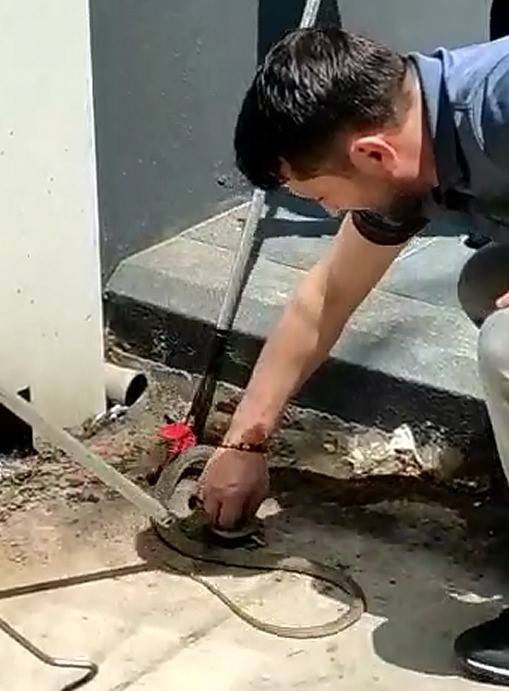 İstasyondaki Yılanı İş Adamı Böyle Yakaladı