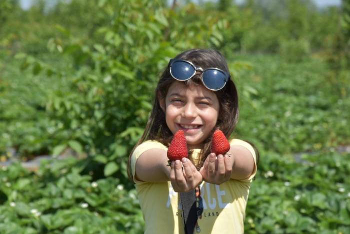 ’kırmızı Elmas’ın İlk Hasadı Yapıldı