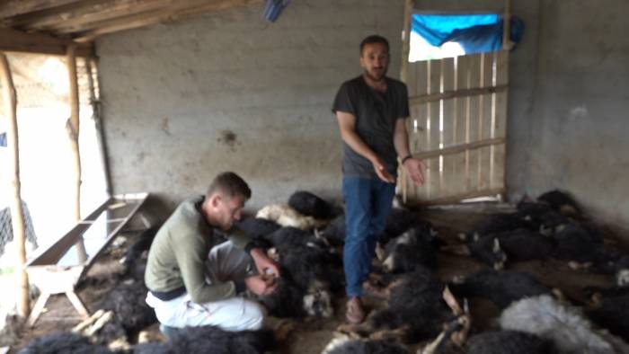 Kulp’ta Sokak Köpekleri Ahıra Girerek 70 Hayvanı Telef Etti