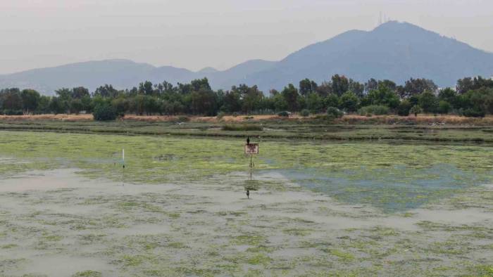 İzmir Körfezi Can Çekişiyor