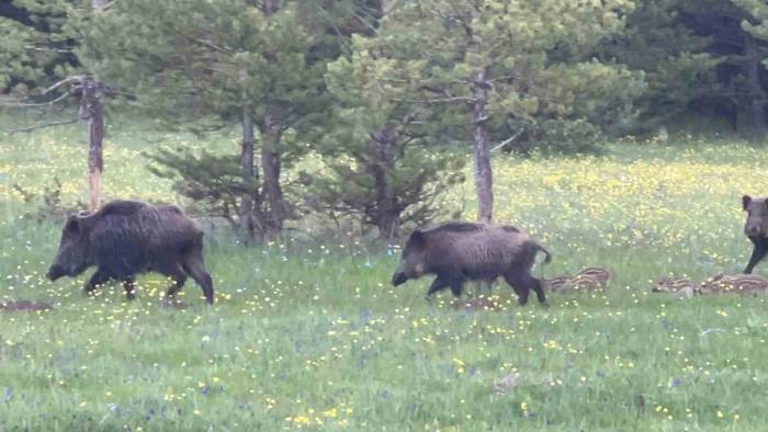 Kars’ta Domuz Sürüsü Yavrularıyla Görüntülendi