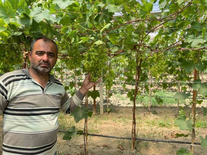 Serada Erkenci Üzüm Yetiştirdi İlk Ürünler İkram Olacak