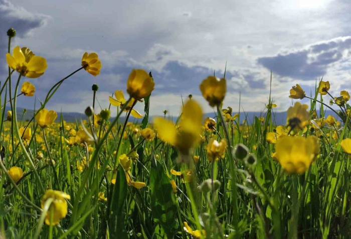 Ardahan Ovası Sarıya Boyandı