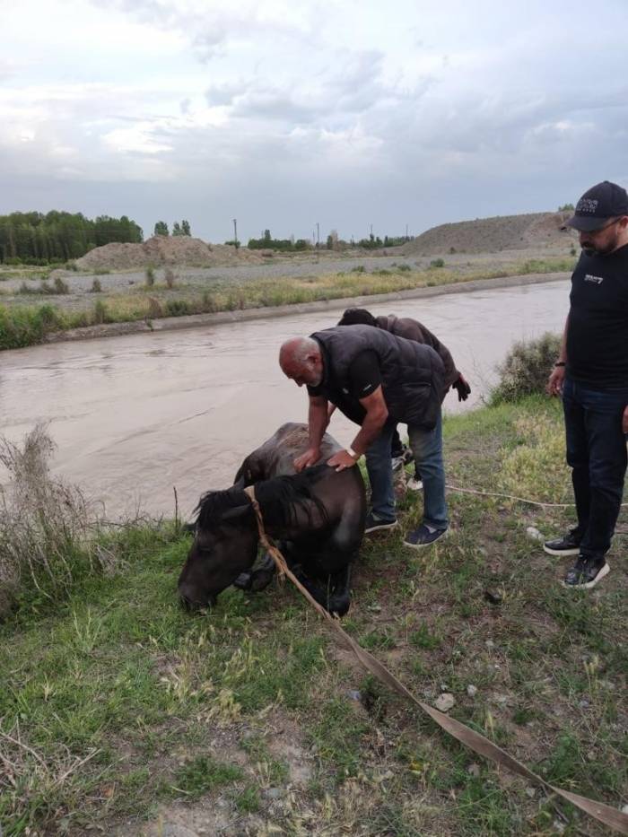 Sulama Barajına Düşen At Kurtarıldı