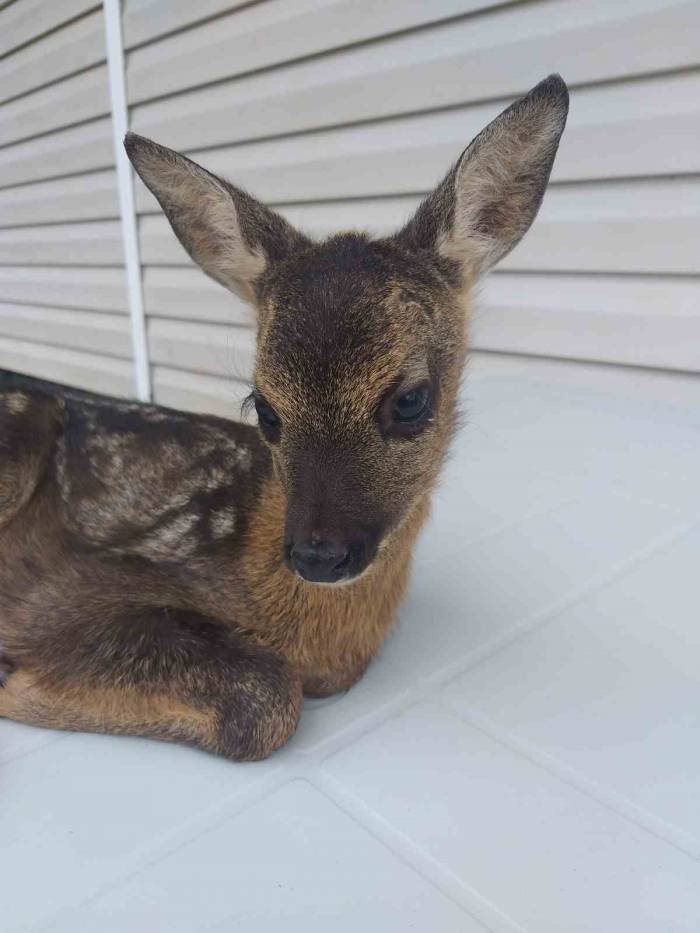 Buldukları Yavru Karacayı Doğa Koruma Ve Milli Parklar Yetkililerine Teslim Ettiler
