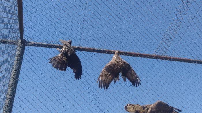 Van’da Kargaların Yaraladığı Arı Şahinleri Tedavi Altına Alındı
