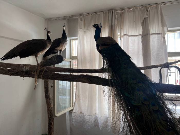 Ordu’da Hint Tavus Kuşu Besleyen Kişiye Ceza: 3 Kuşa El Konuldu