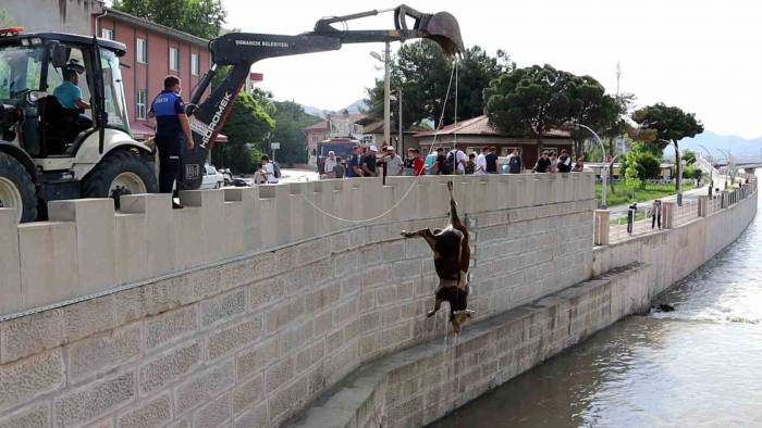 Kızılırmak’taki Hayvan Leşleri Kepçe İle Kaldırıldı