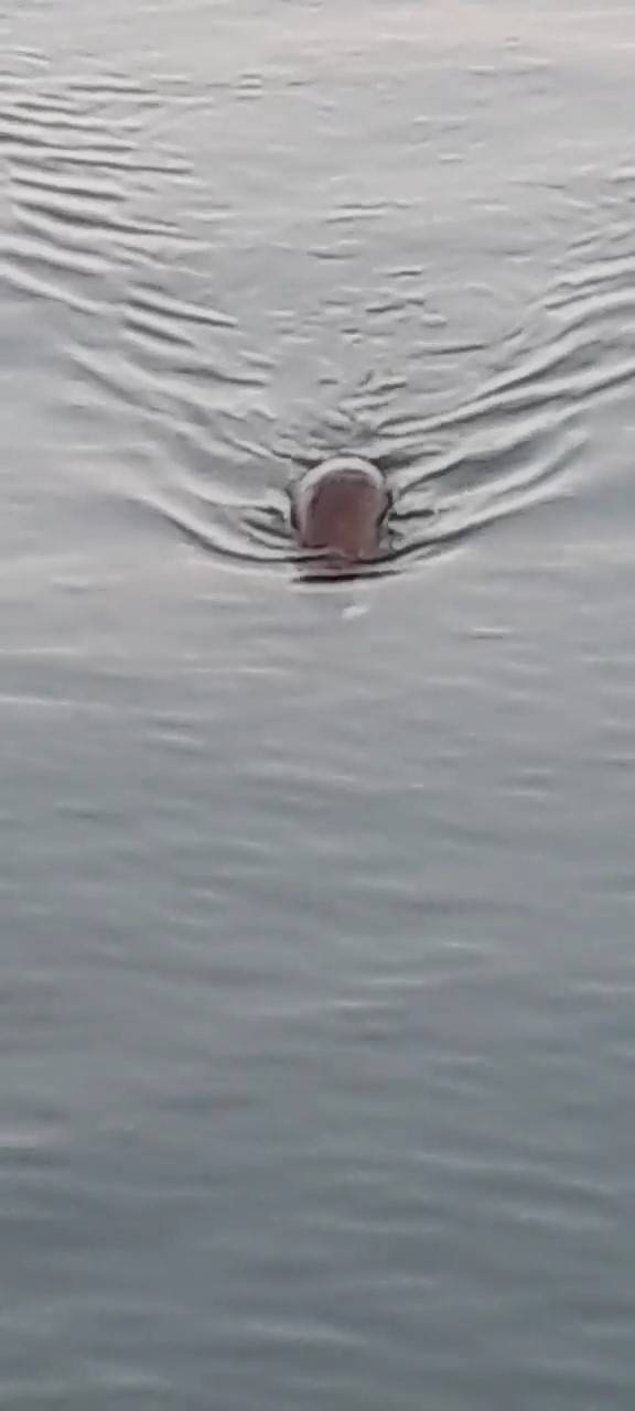 Marmara Denizinde Su Maymunu Görüntülendi