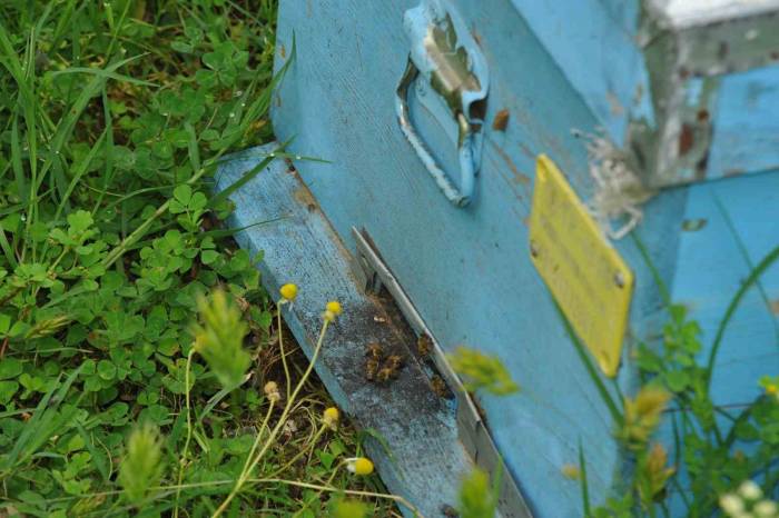 Arıların Kabusu Olan ’arı Kuşları’ Kovanlara Saldırdı