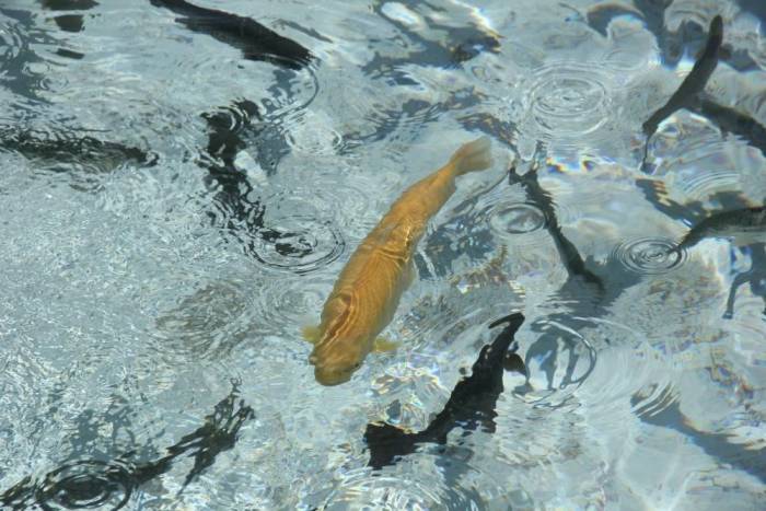 Su Ürünleri Üretimi 2022 Yılında Yüzde 6,2 Arttı