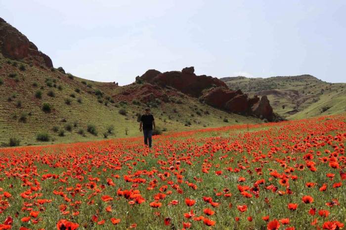 Oltu’da Gelincikler İkinci Kez Açtı