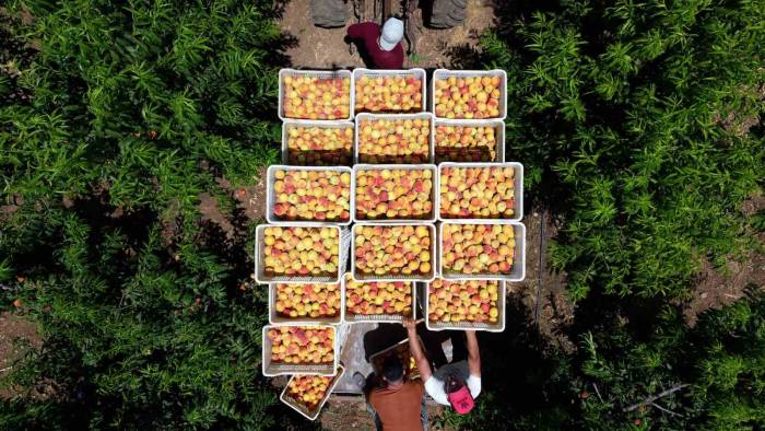 Depremin Vurduğu Hatay’da Şeftali Hasadı Başladı