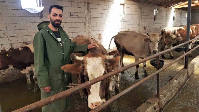 Genç Çiftçi 6 İnekle Başladığı Hayvancılıkta Sayıyı 12.5 Kat Artırdı