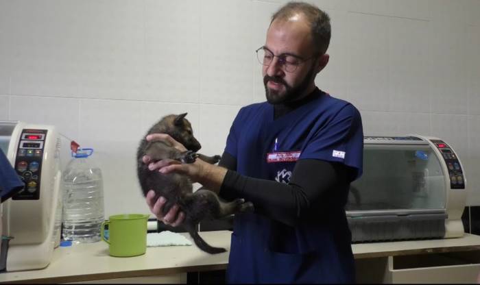 Kars’ta Yavru Kurtlar Biberonla Besleniyor