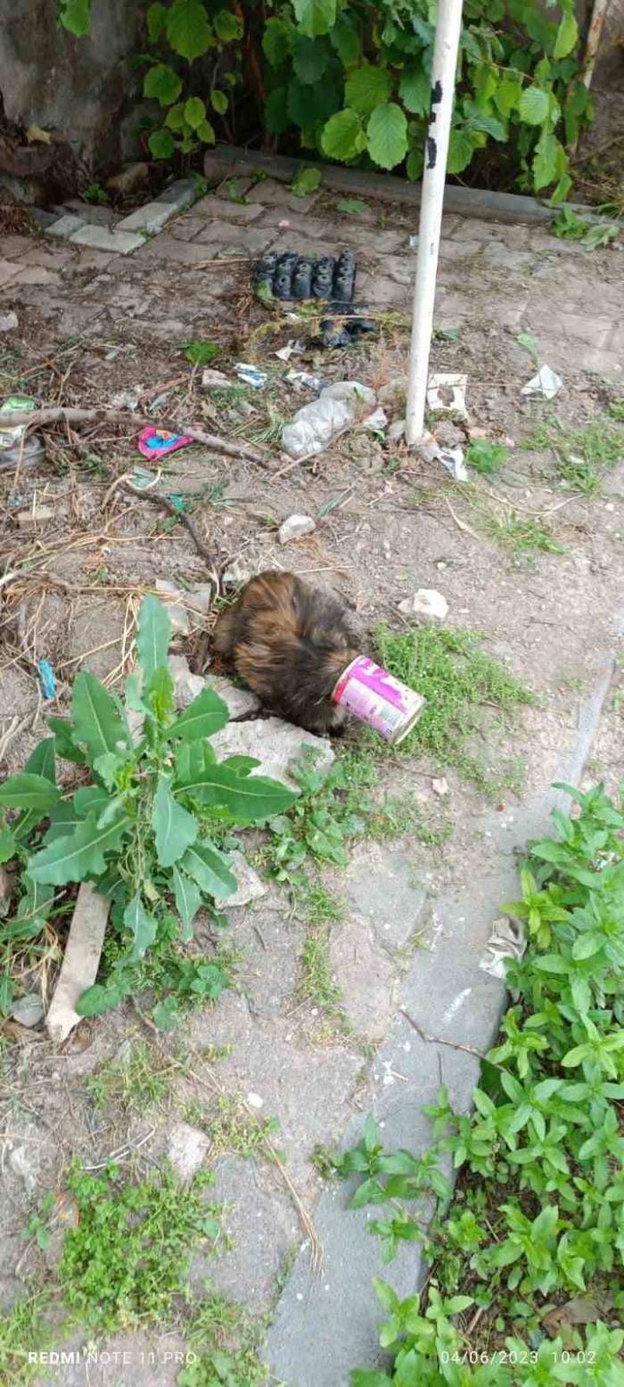 Kafası Konserve Kutusuna Sıkışan Kedi Kurtarıldı